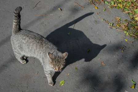 流浪猫摄影照片_街上的条纹猫，流浪猫