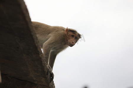 小猴子摄影照片_寺庙墙壁上的猴子