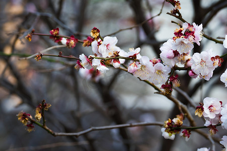 梅花