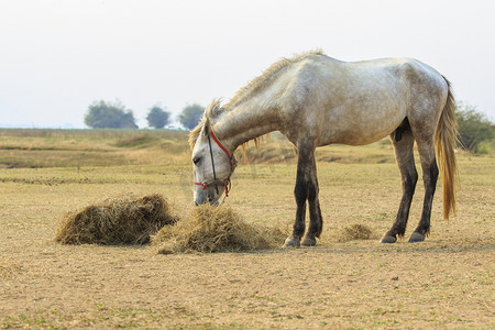 农村田野里吃干草的公马