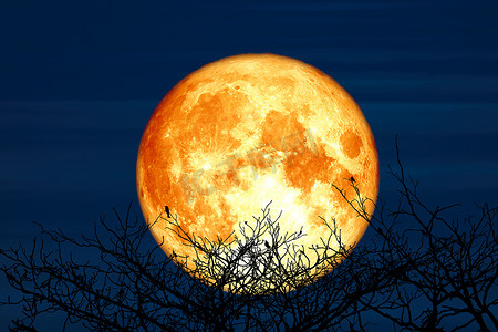 夜空中的超级鲟鱼月亮和现出轮廓的椰子树山