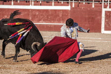 梅节日摄影照片_2009 年 10 月 11 日，在西班牙安达卢西亚哈恩省的 Beas de segura 斗牛场，斗牛士阿尔贝托·拉梅拉斯用你的右手在斗牛场上以非常复杂的姿势进行了一次传球