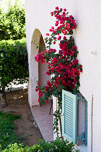 粉红色的房子摄影照片_粉红色的房子和他附近开着红色花朵的灌木丛