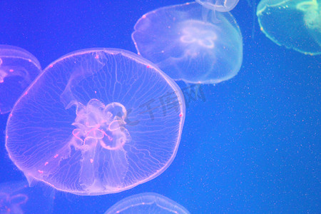 海中的水母被美丽的灯光照亮