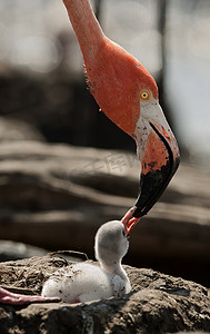 火烈鸟的羽毛摄影照片_加勒比火烈鸟的幼鸟。