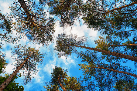 高大上的摄影照片_森林云彩背景上的高大松树