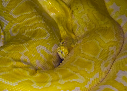 黄色的金币摄影照片_黄色和白色亚洲岩蟒的特写，来自印度的流行热带爬行动物