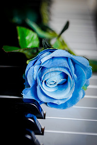 钢琴上的蓝玫瑰