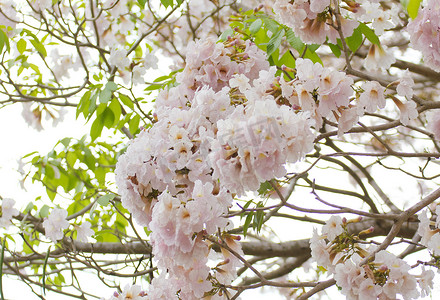 粉红小号 (Tabebuia rosea) 花