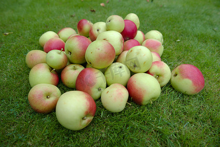 一堆野生红苹果和绿苹果的侧视图。