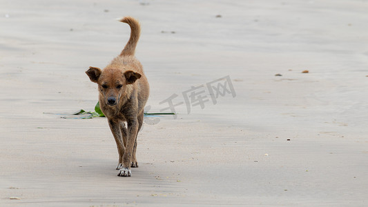 流浪孤独的老惨狗走在沙滩上，悲伤的脸上写下了狗一生的故事。
