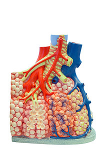人体肺和血管解剖模型