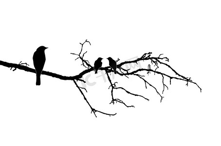 树枝上鸟的矢量剪影