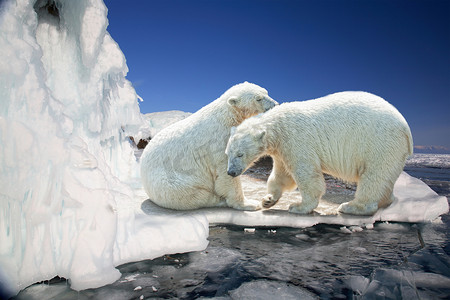 地平仪摄影照片_浮冰上的两只白色北极熊