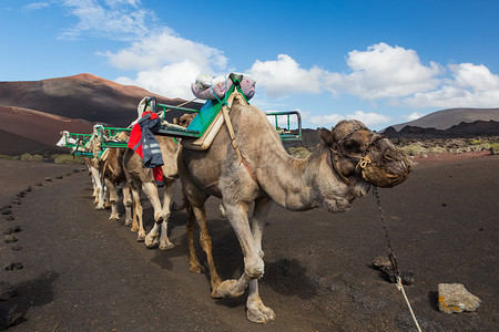 蒂曼法亚国家公园的骆驼商队