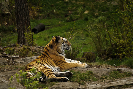 动物园去摄影照片_西伯利亚虎 (Panthera tigris altaica)