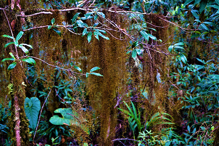 西班牙苔藓在 Los Quetzales 国家公园