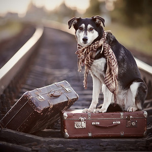 狗坐在铁轨上的手提箱上