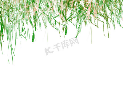 白色背景纹理上的绿草