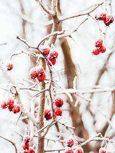 结满了摄影照片_山楂树枝上结满了霜的红色浆果。