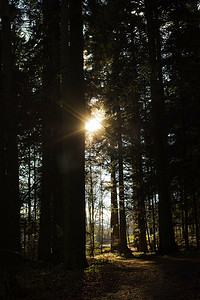 深绿色的森林，日出时树木之间有一条小路。