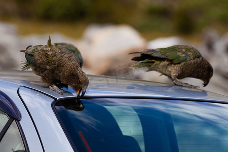 两只新西兰高山鹦鹉 Kea 试图破坏汽车