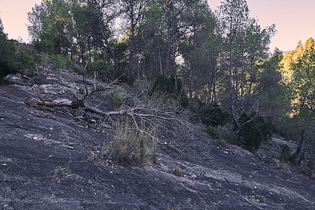 砖头掉落摄影照片_从一块大石头上掉落在山上的松树