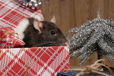 老鼠是新年的象征。灰鼠看着礼盒。有趣的小老鼠在礼盒里。 