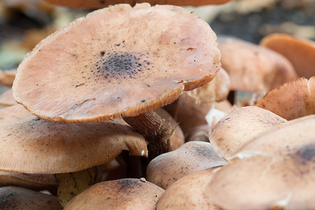 新鲜木耳摄影照片_野生蜂蜜木耳蘑菇