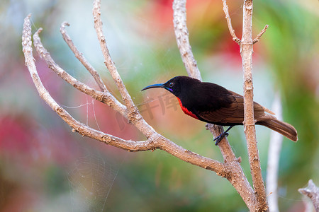 太阳鸟摄影照片_红胸太阳鸟，Chalcomitra senegalensis，埃塞俄比亚