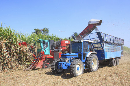 农业种植园领域的重型机械切割甘蔗