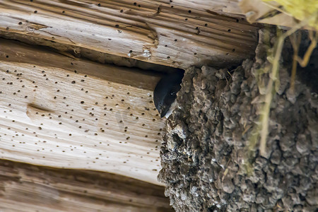 小燕子gif摄影照片_小燕子从巢里望出去
