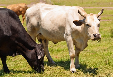 有角的母牛 澳大利亚饲养的肉牛 黑色和白色