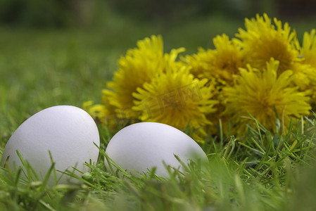 草地上的白鸡蛋