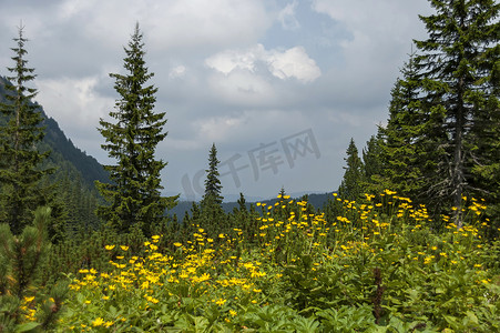 金松树摄影照片_山顶长满针叶林、林间空地和山金车或野黄花，在通往里拉山 Maliovitza 峰的生态步道上