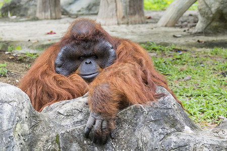 一只大雄性猩猩橙色猴子的形象。