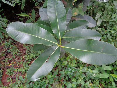 僧摄影照片_绿色小 Calophyllum inophyllum（tamanu、海滩旅游、婆罗洲桃花心木、球树、桅杆木、海滩 calophyllum、红 poon、美人叶、亚历山大月桂树或僧伽罗语）与自然背景。