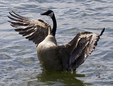黑色的翅膀图片摄影照片_一只张开翅膀的加拿大鹅的美丽孤立照片