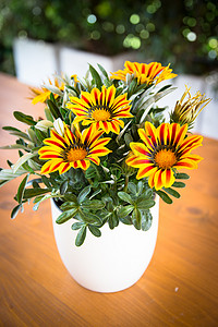 装饰花分割线摄影照片_杂色菊花原产于南非，但广泛分布于澳大利亚