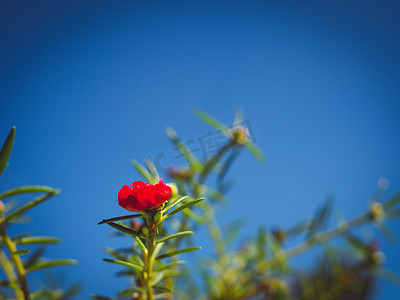 与绿色叶子的红色花灌木在深蓝天空背景。