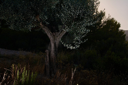 山上黑暗中的橄榄树