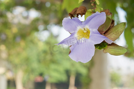 Thunbergia laurifolia 或蓝色喇叭藤