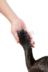 女性手中的狗爪
