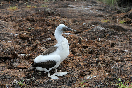 蓝脚鲣鸟，幼鸟，sula nebouxii，加拉帕戈斯