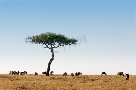 角马群 马赛马拉 肯尼亚 非洲