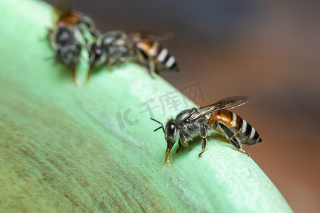 蜂下摆或矮蜂 (Apis florea) 在 t 上吸水的图像