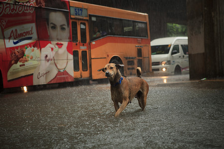 泰国曼谷 — 9 月 14 日：突如其来的洪水过后站着狗过马路
