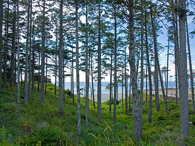 林区摄影照片_通往海滩和海洋的林区
