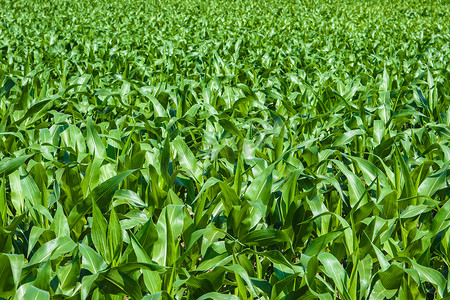 阳光下的背景摄影照片_阳光下的绿色玉米田