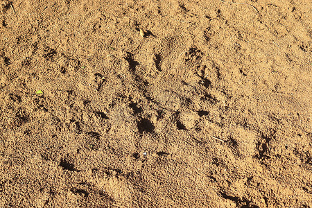沙地蜜薯摄影照片_棕色沙地纹理的详细特写视图